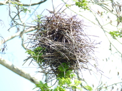 Phacellodomus rufifrons