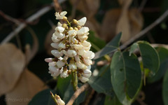Derris trifoliata