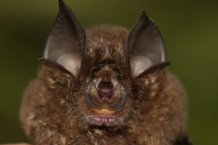 Rhinolophus borneensis