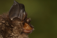 Rhinolophus borneensis