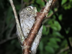 Megascops guatemalae