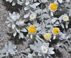 Achillea maritima maritima