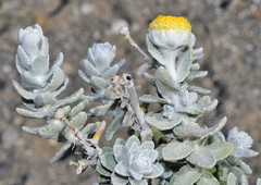 Achillea maritima maritima