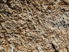 Pertusaria coccodes