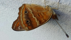 Junonia zonalis