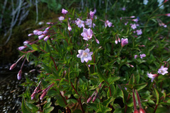 Epilobium alsinifolium