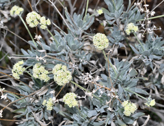 Parthenium argentatum