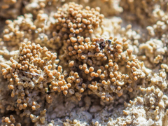 Pertusaria coccodes