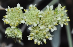 Parthenium argentatum