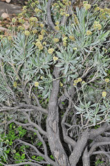 Parthenium argentatum