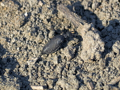 Meloe rugosus