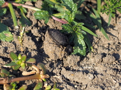 Meloe rugosus