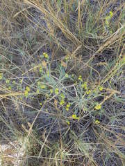 Bupleurum tenuissimum