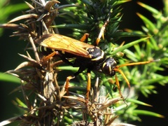 Parabatozonus lacerticida