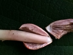 Hygrocybe calyptriformis var. calyptriformis image