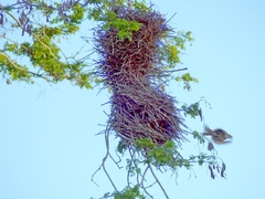 Agelaioides fringillarius