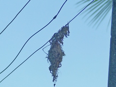 Todirostrum cinereum