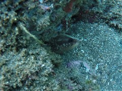 Rypticus bicolor