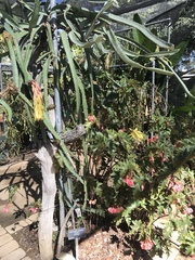 Selenicereus polyrhizus