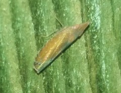 Scaphytopius rubellus