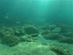 Eucinostomus entomelas