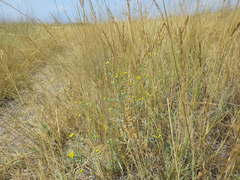 Bupleurum tenuissimum