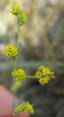 Bupleurum tenuissimum