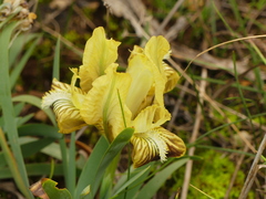 Iris pseudopumila
