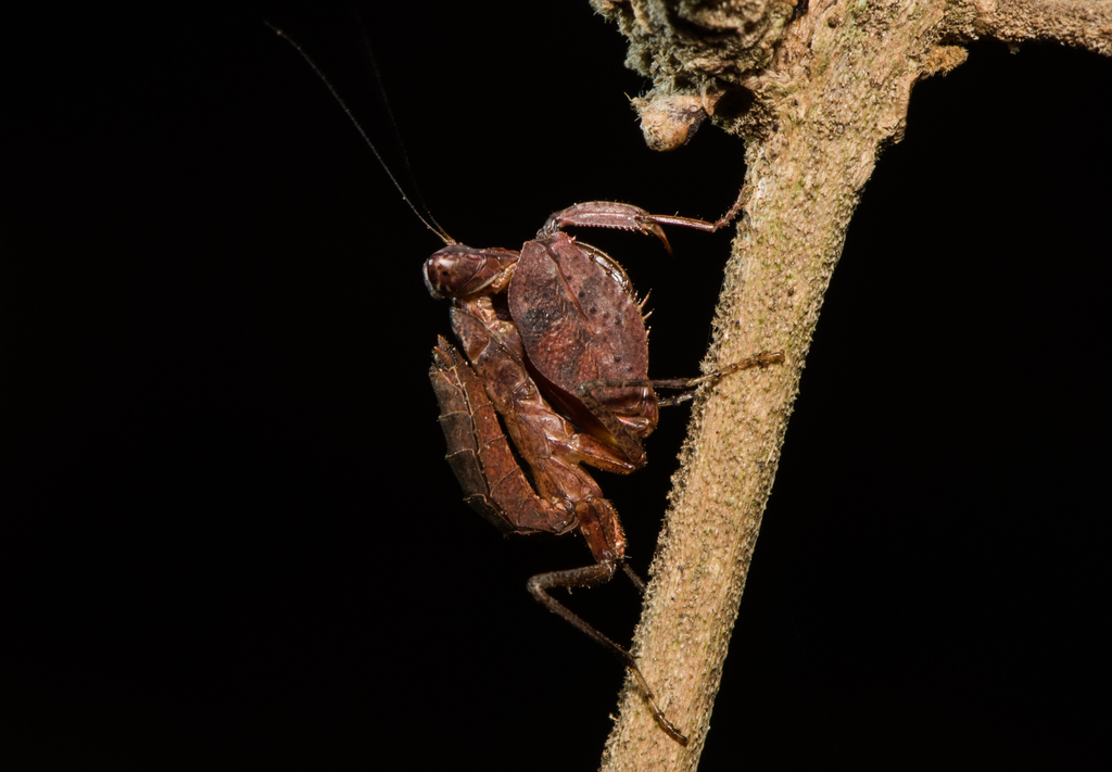 Hestiasulini