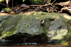 Pseudacraea lucretia protracta