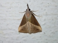 Hypena lividalis