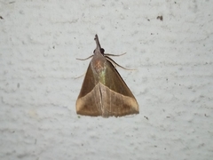Hypena lividalis