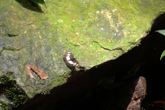 Pseudacraea lucretia protracta