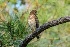 Buteo platypterus cubanensis