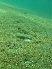 Sphoeroides lobatus