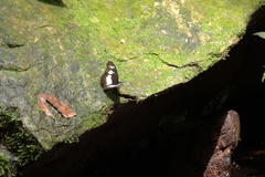 Pseudacraea lucretia protracta