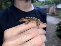 Anolis notopholis