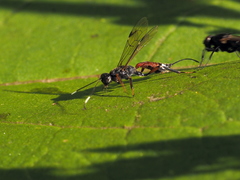 Xoridinae