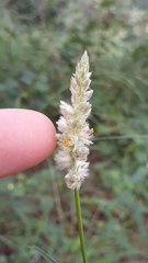 Cyphocarpa angustifolia