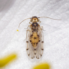 Ectopsocus briggsi