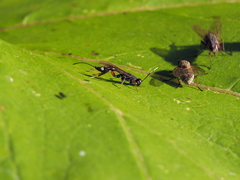 Xoridinae