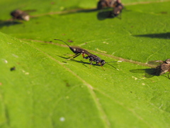 Xoridinae