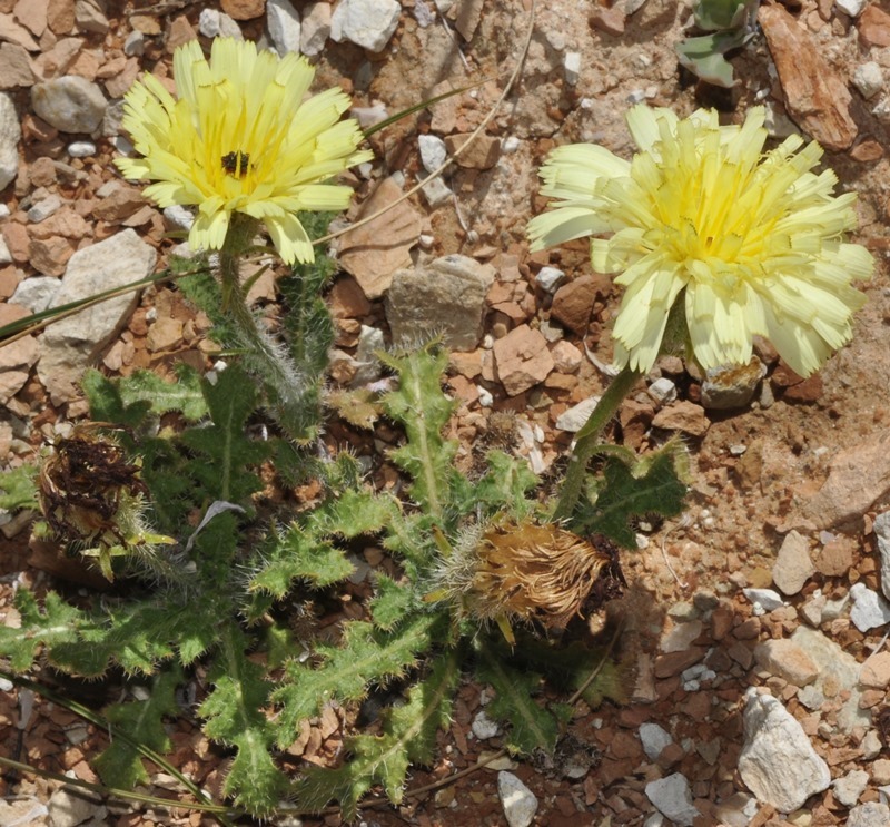 Picris hispanica