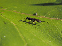 Xoridinae