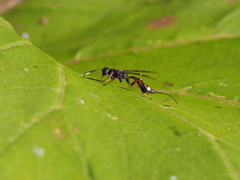 Xoridinae