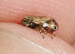 Clastoptera lineatocollis