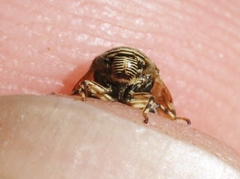 Clastoptera lineatocollis