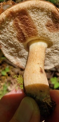 Tylopilus indecisus