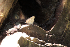 Anthene ukerewensis ukerewensis