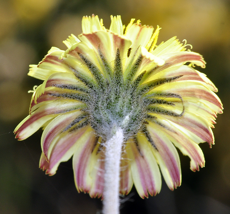 Pilosella pseudopilosella